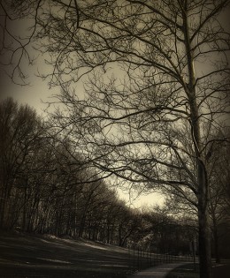 Black & White Spring